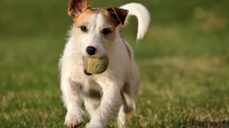 Seguro de mascotas: RC obligatoria para perros y coberturas opcionales